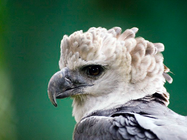 Harpy Eagle by Canopy Family